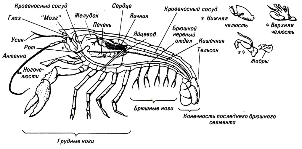 С днем чипирования открытка