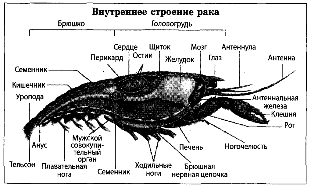 Анатомия человека лучевая кость плечевая кость