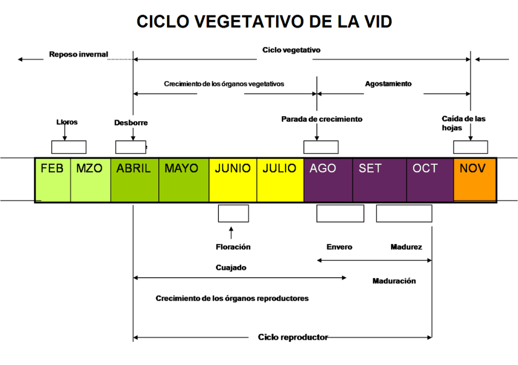 Ciclo вино