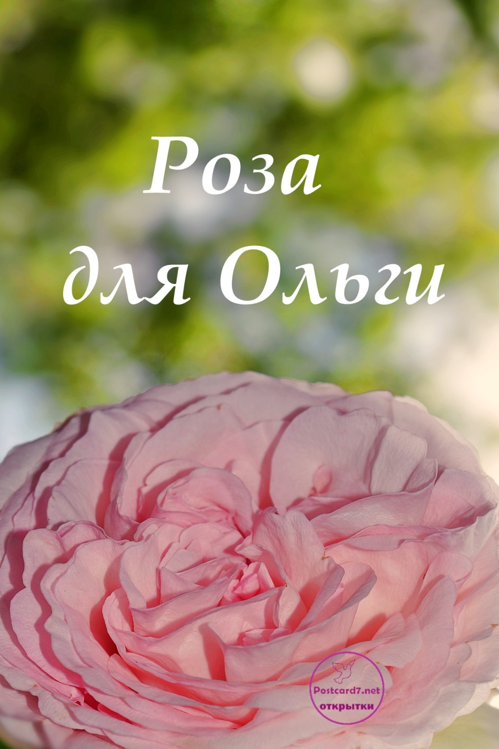 Роза Королева Англии