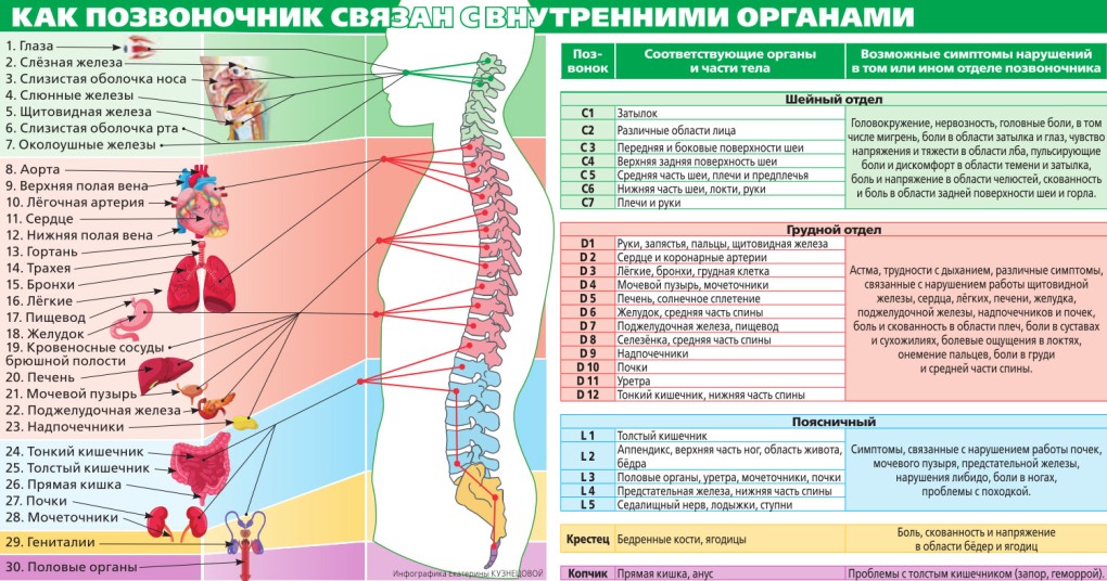 Нумерация позвонков в позвоночнике человека