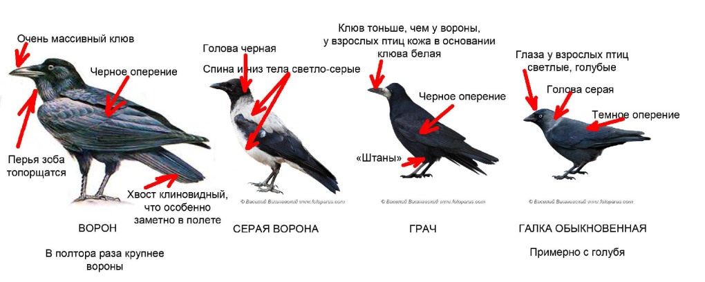 Аль Пачино Тони Монтана