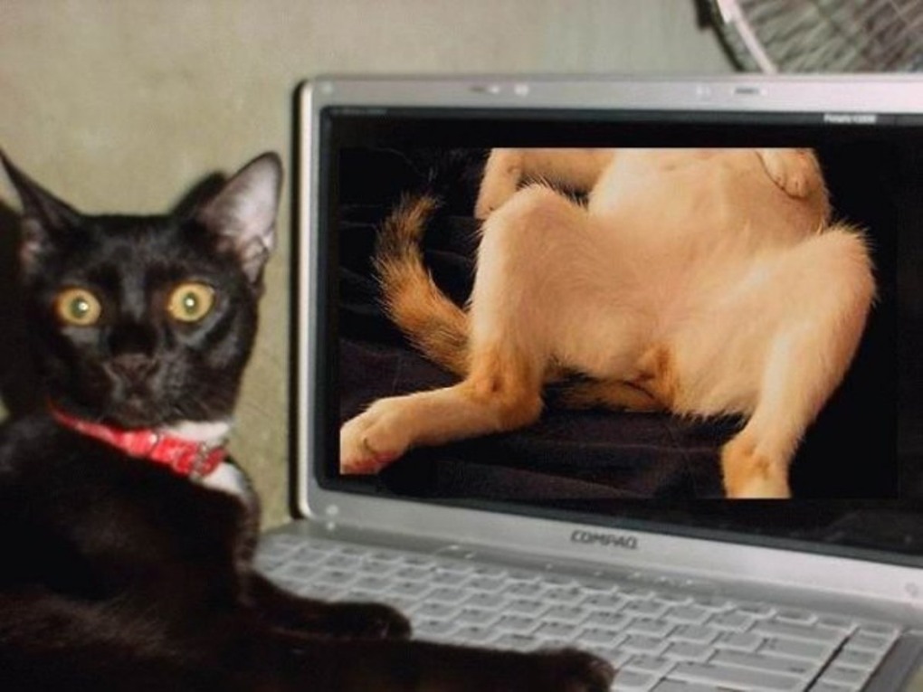 Кот на мониторе