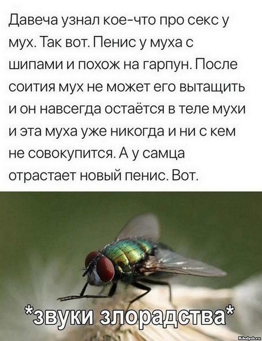 Анекдоты про мух