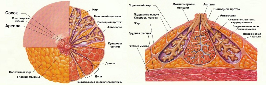 Одетые и раздетые русские актрисы