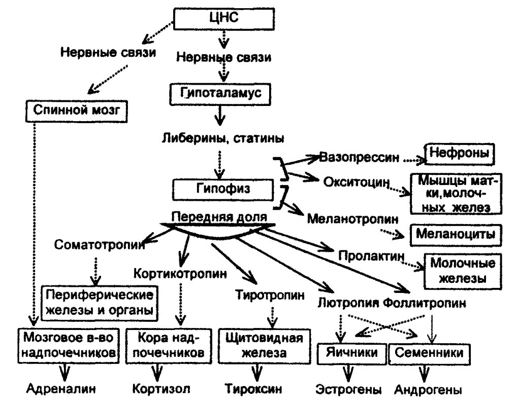 Общая схема гуморальной регуляции метаболизма биохимия