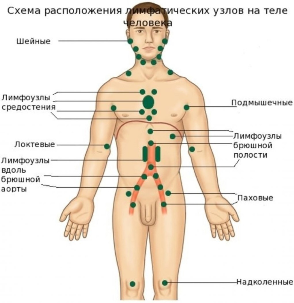 Расположение лимфоузлов на теле человека