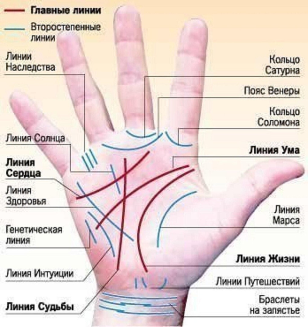 Где находится линия жизни на ладони на какой руке
