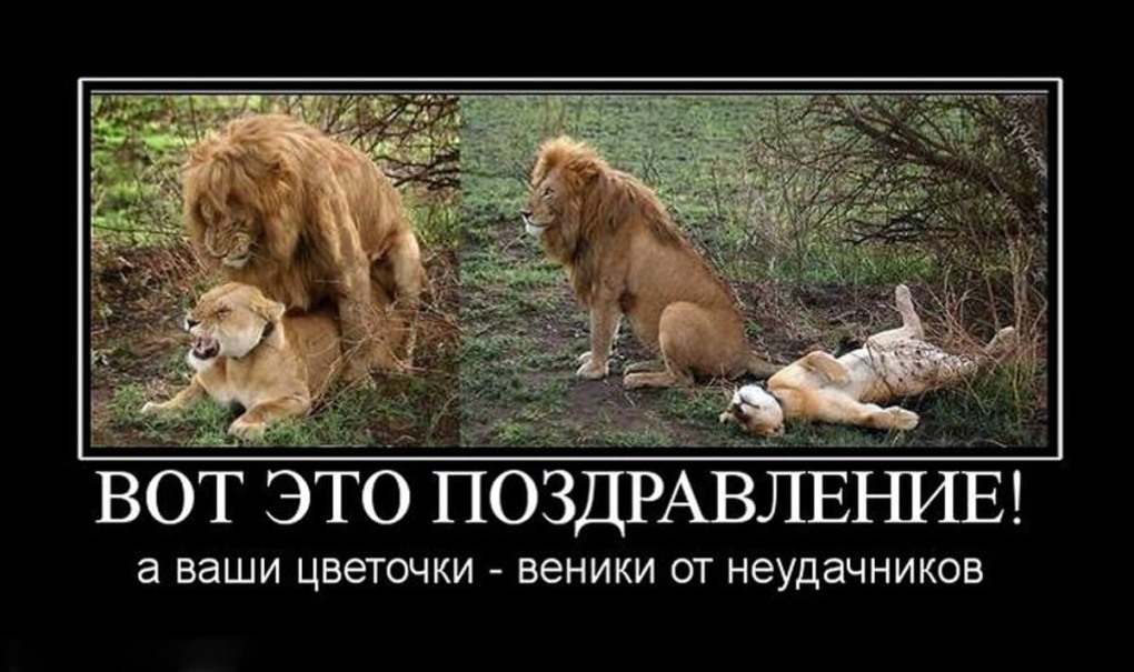 Лев и львица демотиватор